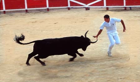 bull fight - Provence style