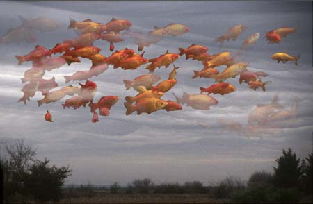 clouds with fish