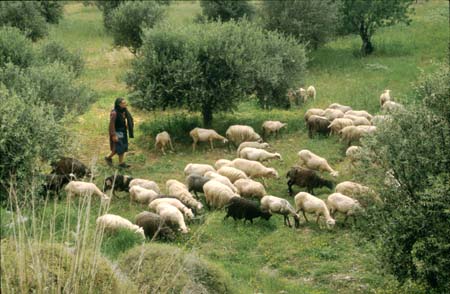 Cretan shepherdess